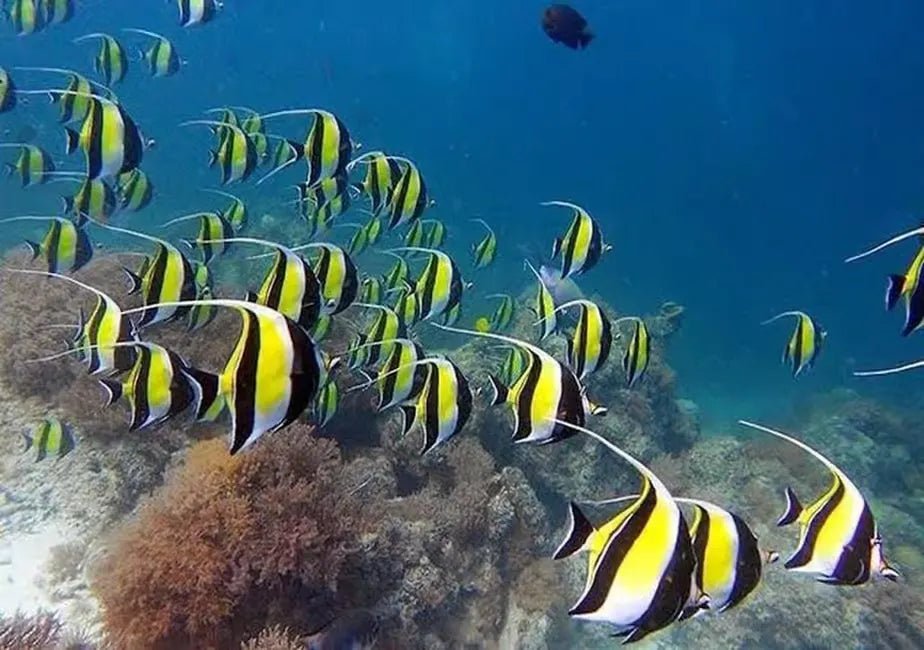 Zanzibar: Mnemba Island Snorkeling and Dolphin Watching Day Tour