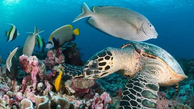 Zanzibar: Mnemba Island Snorkeling and Dolphin Watching Day Tour