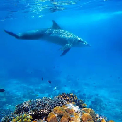 Zanzibar: Mnemba Island Snorkeling and Dolphin Watching Day Tour