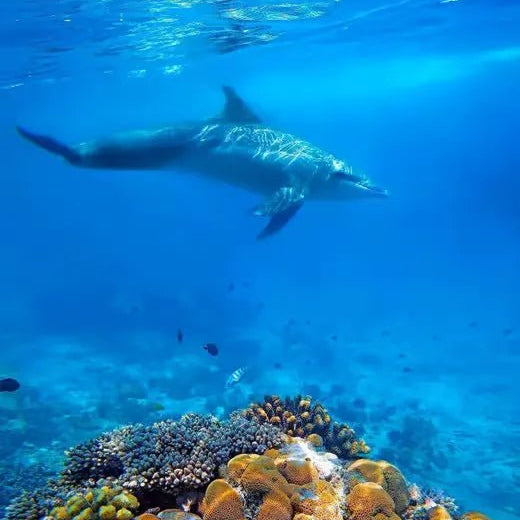 Zanzibar: Mnemba Island Snorkeling and Dolphin Watching Day Tour