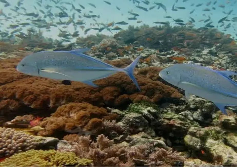 Zanzibar: Mnemba Island Snorkeling and Dolphin Watching Day Tour