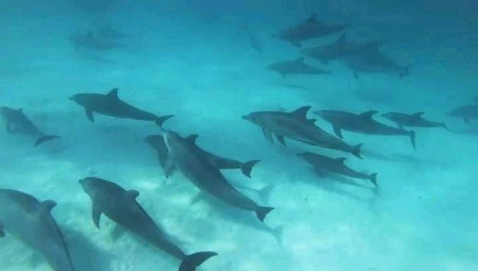 Zanzibar: Mnemba Island Snorkeling and Dolphin Watching Tour by Dhow Boat