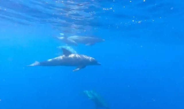 Zanzibar: Mnemba Island Snorkeling and Dolphin Watching Tour by Dhow Boat