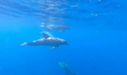 Zanzibar: Mnemba Island Snorkeling and Dolphin Watching Tour by Dhow Boat