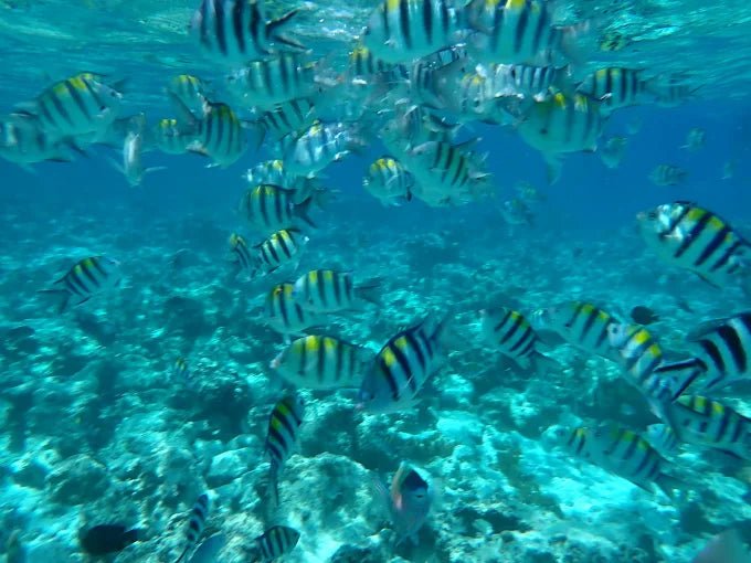 Zanzibar: Mnemba Island Snorkeling and Spice Farm Cultural Tour