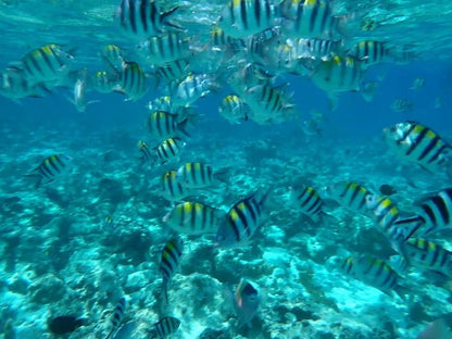 Zanzibar: Mnemba Island Snorkeling and Spice Farm Cultural Tour