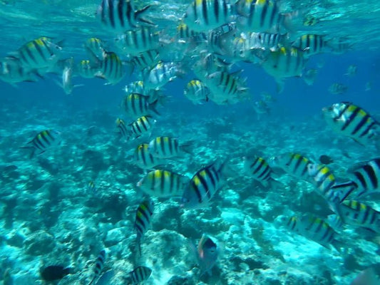 Zanzibar: Mnemba Island Snorkeling and Spice Farm Cultural Tour
