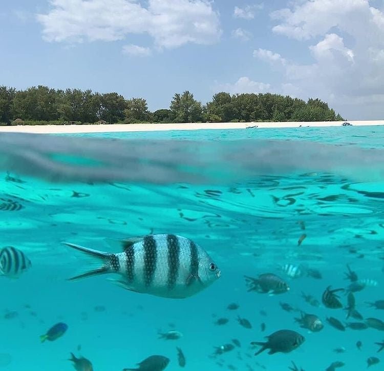 Zanzibar: Mnemba Island Snorkeling and Swimming with Dolphins Tour