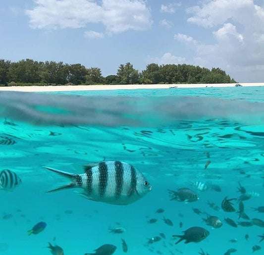 Zanzibar: Mnemba Island Snorkeling and Swimming with Dolphins Tour