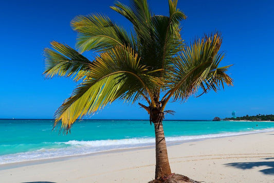 Zanzibar: Mnemba Island Snorkeling, Mnarani Turtles and Kendwa Beach Boat Trip