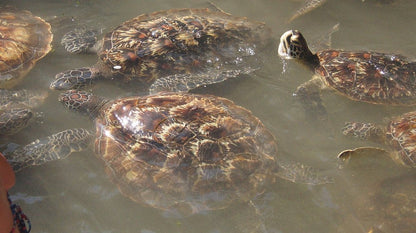 Zanzibar: Mnemba Island Snorkeling, Sea Turtles and Kendwa Beach Full - Day Tour
