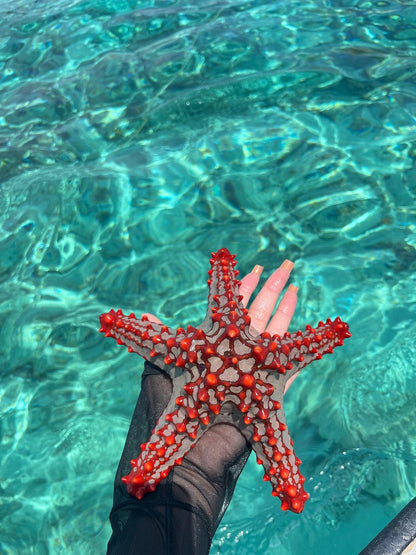 Zanzibar: Mnemba Island Snorkeling, Sea Turtles and Kendwa Beach Full - Day Tour