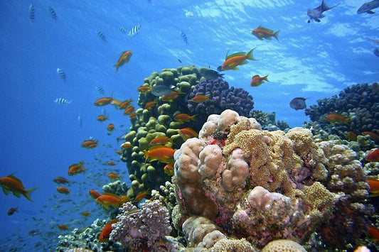 Zanzibar: Mnemba Island Snorkeling Trip and Seafood Lunch
