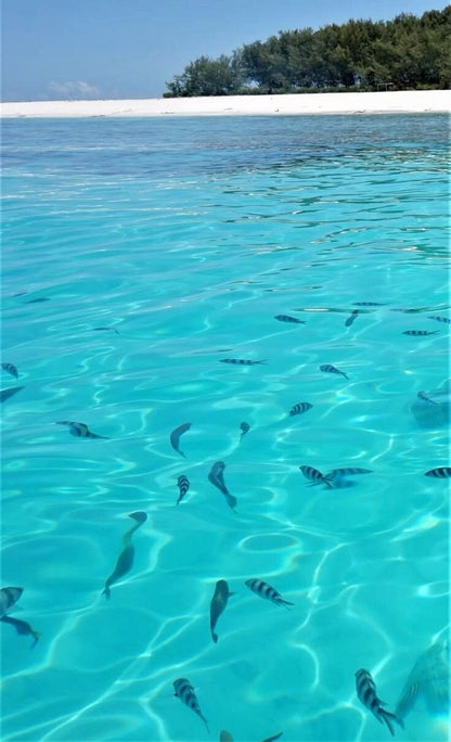 Zanzibar: Mnemba Island Snorkeling Trip and Seafood Lunch