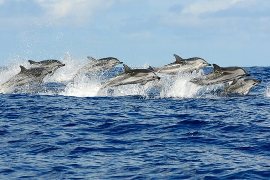 Zanzibar: Mnemba Island Tour with Dolphin Watching, Snorkeling and Turtle Lagoon