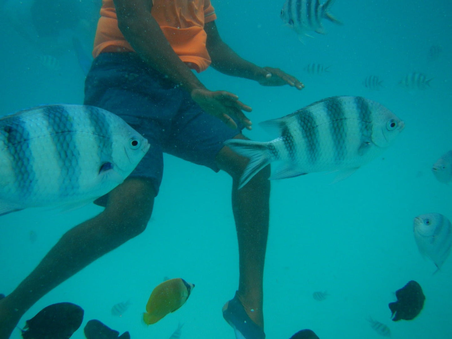 Zanzibar: Mnemba Reef Snorkeling and Dolphin Tour with Lunch on the Island
