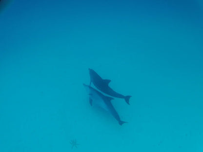 Zanzibar: Mnemba Reef Snorkeling and Dolphin Tour with Lunch on the Island