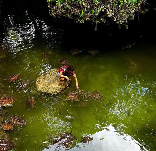 Zanzibar: Nungwi Turtle Sanctuary Experience at Baraka Natural Aquarium