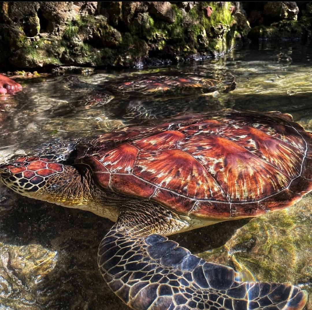 Zanzibar: Nungwi Turtle Sanctuary Experience at Baraka Natural Aquarium