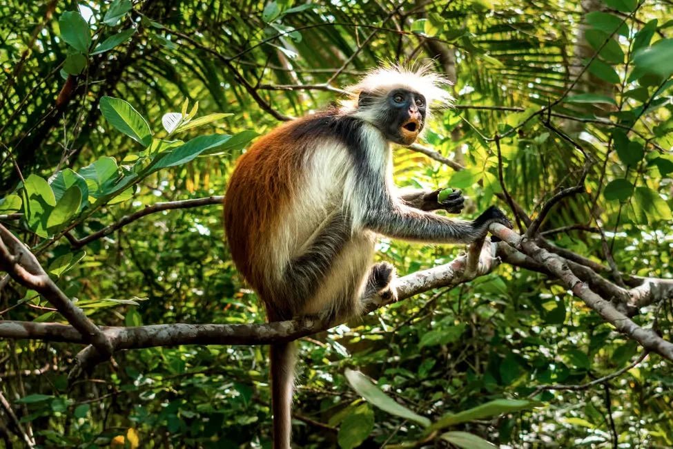 Zanzibar: Prison Island and Jozani Forest Guided Tour with Boat Ride
