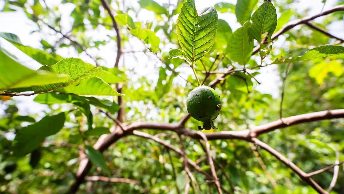 Zanzibar: Prison Island and Jozani Forest Guided Tour with Boat Ride