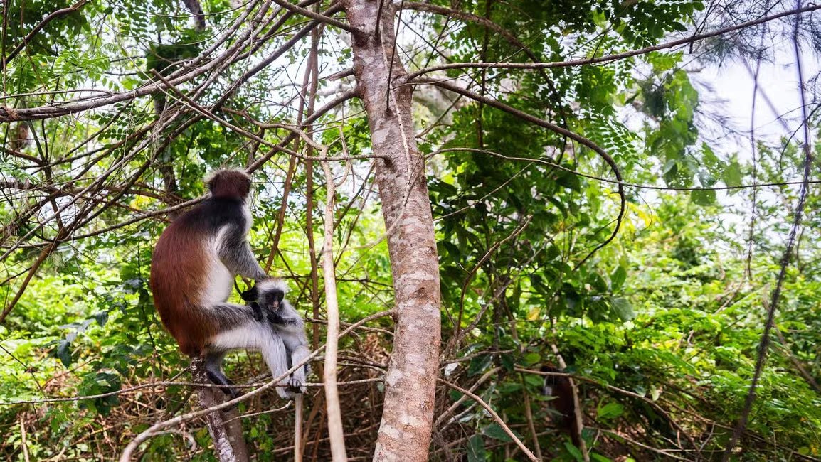 Zanzibar: Prison Island and Jozani Forest Guided Tour with Boat Ride