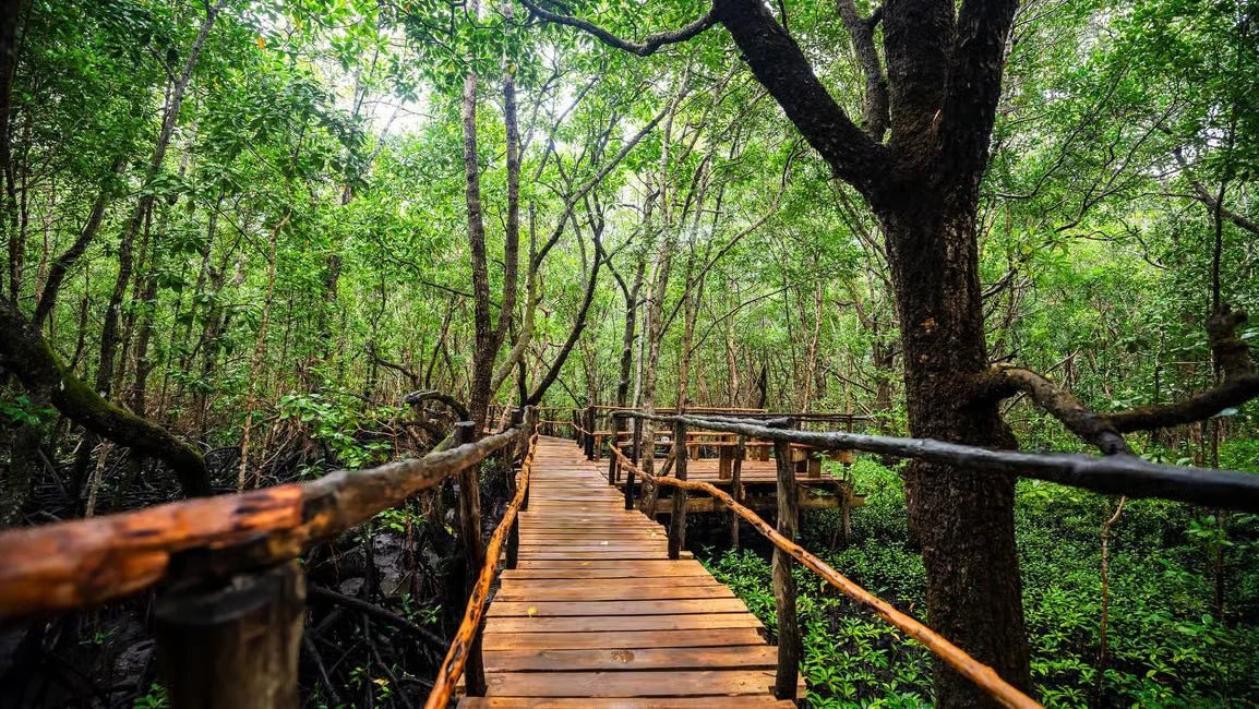 Zanzibar: Prison Island and Jozani Forest Guided Tour with Boat Ride