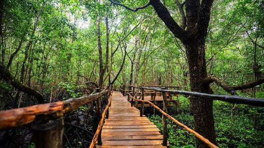 Zanzibar: Prison Island and Jozani Forest Guided Tour with Boat Ride