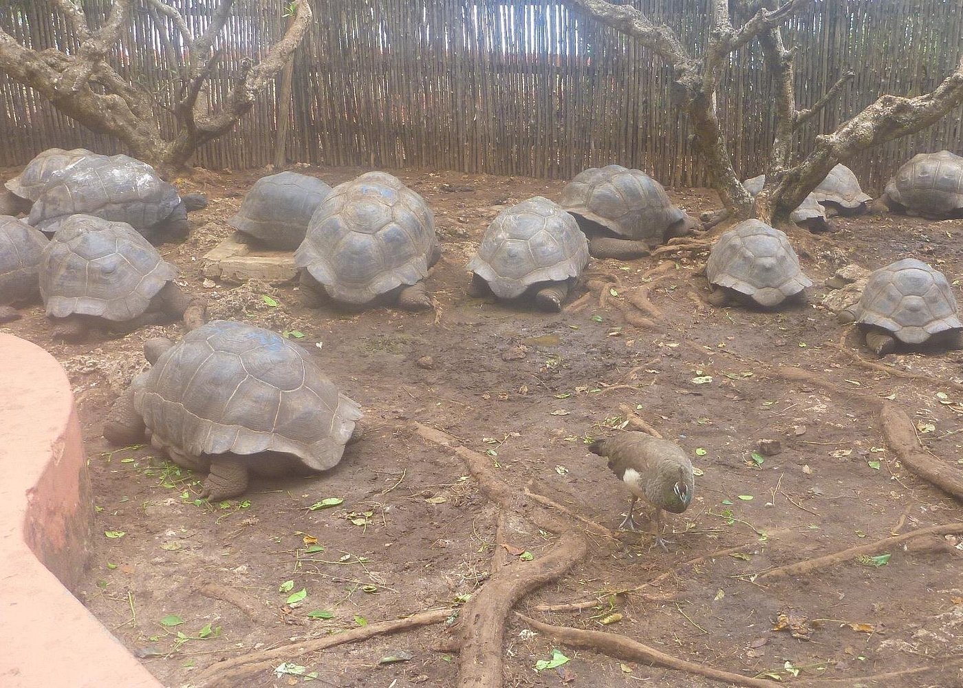 Zanzibar: Prison Island and Nakupenda Beach Snorkeling Trip with Lunch