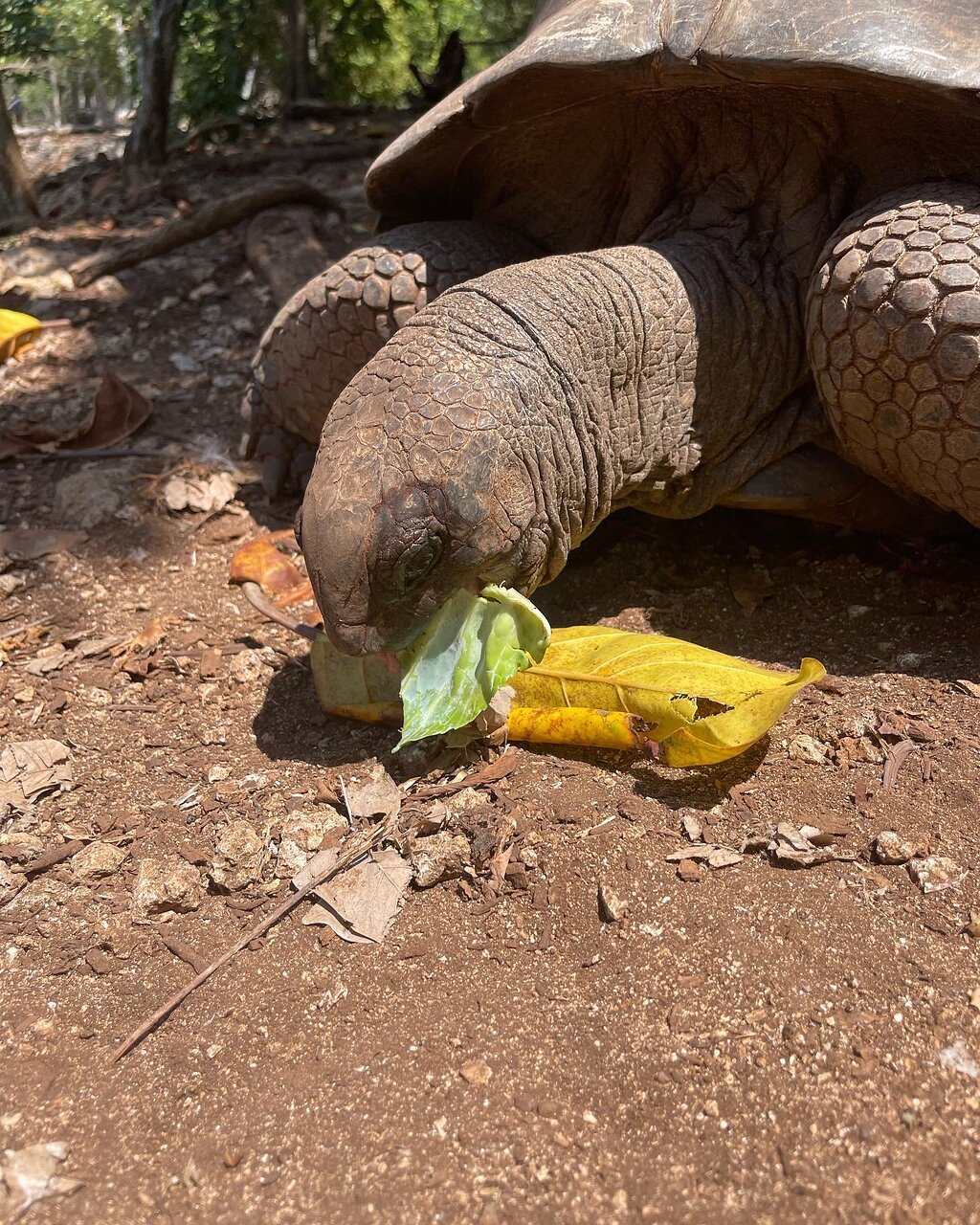 Zanzibar: Prison Island and Nakupenda Beach Snorkeling Trip with Lunch