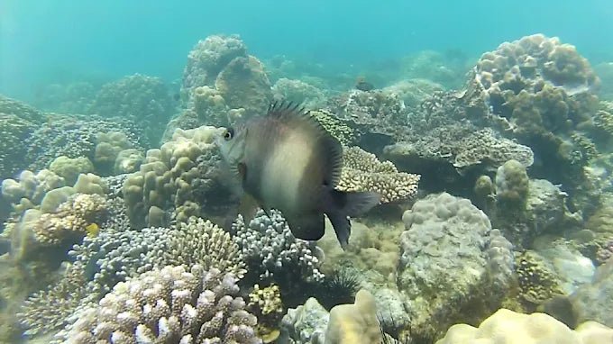 Zanzibar: Prison Island and Nakupenda Sandbank Tour with Snorkeling and BBQ