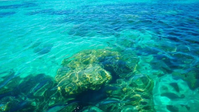 Zanzibar: Prison Island and Nakupenda Tour with Seafood BBQ from Uroa and Kiwengwa