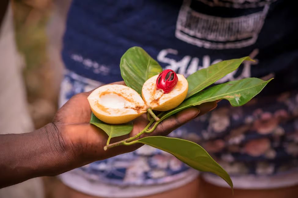 Zanzibar: Prison Island and Spice Farm Guided Half - Day Tour