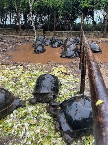 Zanzibar: Prison Island Private Half - Day Tour with Tortoise Sanctuary Visit