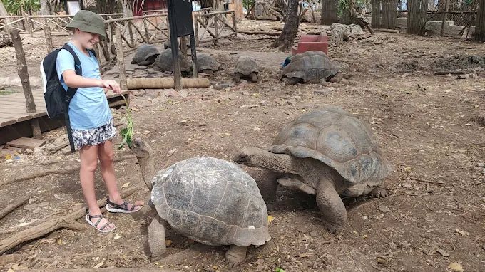 Zanzibar: Prison Island Snorkeling Tour and See Giant Tortoises
