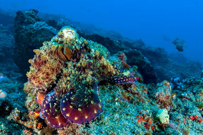 Zanzibar: Prison Island Snorkeling Tour and See Giant Tortoises
