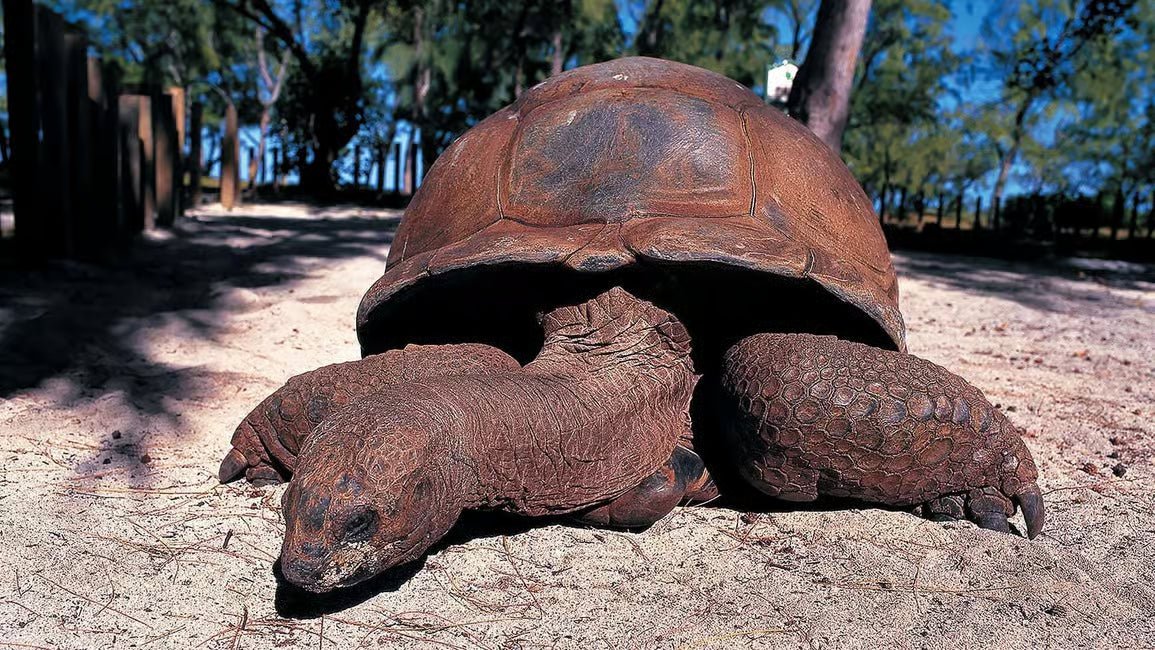 Zanzibar: Prison Island Snorkeling Tour and See Giant Tortoises
