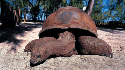 Zanzibar: Prison Island Snorkeling Tour and See Giant Tortoises