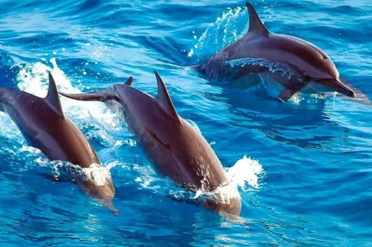 Zanzibar: Private Day Tour with Mnemba Snorkeling, Dolphins, Turtles and Jozani Forest