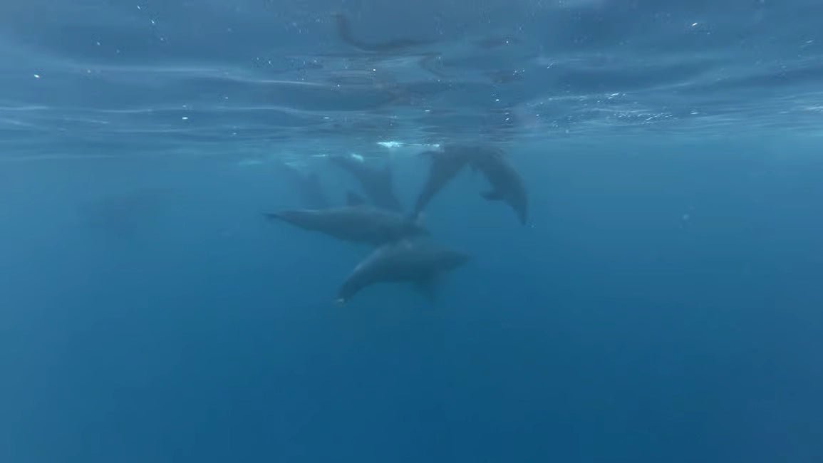 Zanzibar: Private Dolphin Watching and Snorkeling Boat Tour at Matemwe or Kizimkazi