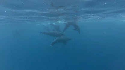 Zanzibar: Private Dolphin Watching and Snorkeling Boat Tour at Matemwe or Kizimkazi