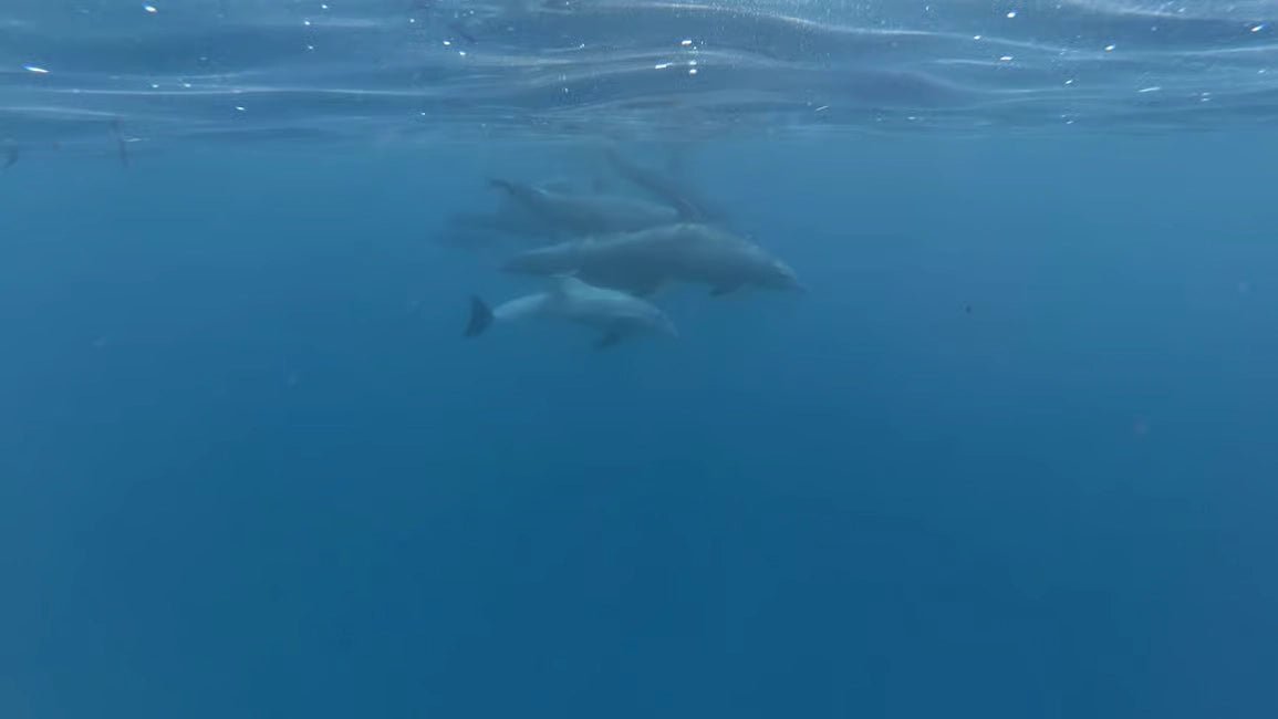 Zanzibar: Private Dolphin Watching and Snorkeling Boat Tour at Matemwe or Kizimkazi