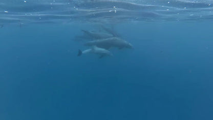 Zanzibar: Private Dolphin Watching and Snorkeling Boat Tour at Matemwe or Kizimkazi