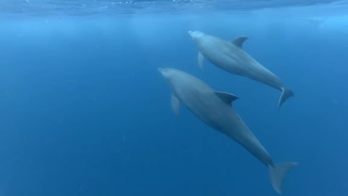Zanzibar: Private Dolphin Watching and Snorkeling Boat Tour at Matemwe or Kizimkazi