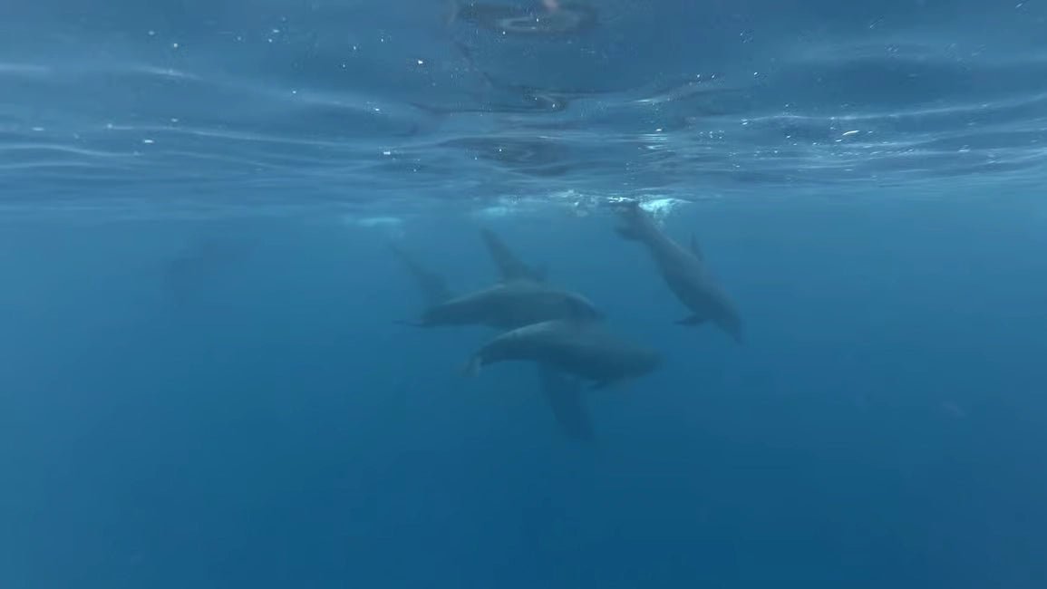 Zanzibar: Private Dolphin Watching and Snorkeling Boat Tour at Matemwe or Kizimkazi