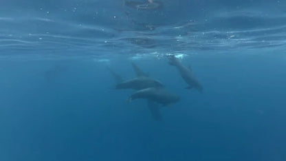Zanzibar: Private Dolphin Watching and Snorkeling Boat Tour at Matemwe or Kizimkazi