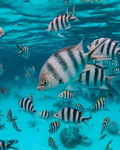 Zanzibar: Private Dolphin Watching and Snorkeling Boat Tour at Matemwe or Kizimkazi