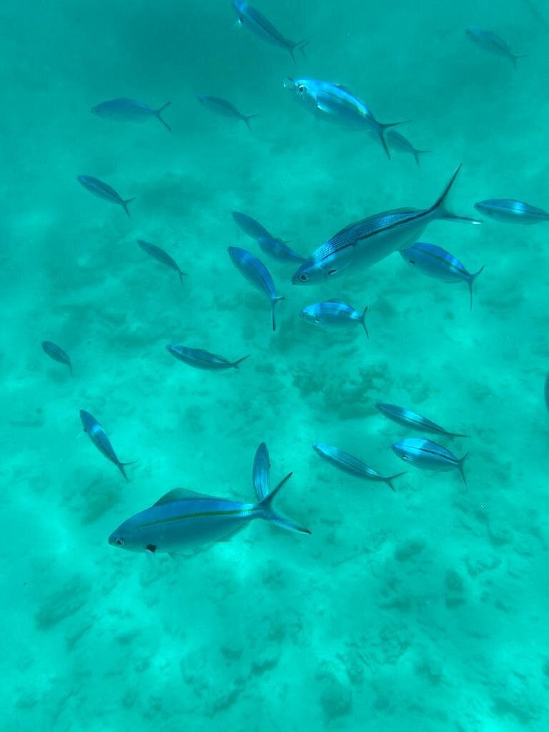 Zanzibar: Private Mnemba Island Snorkeling Tour with Hotel Pickup