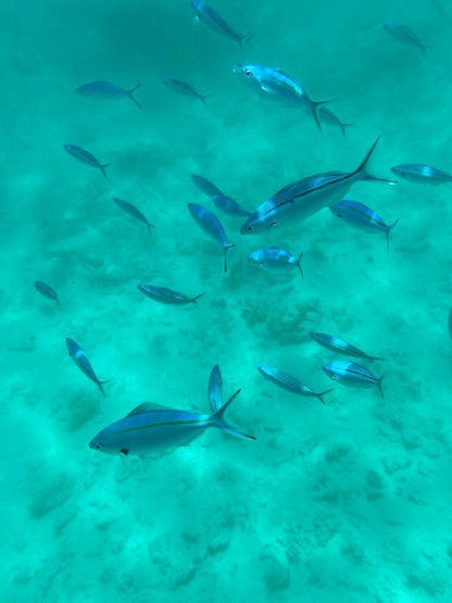 Zanzibar: Private Mnemba Island Snorkeling Tour with Hotel Pickup