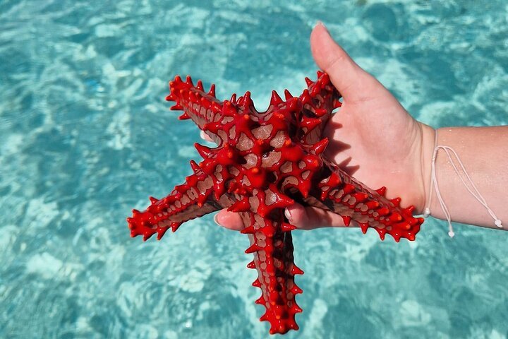 Zanzibar: Private Mnemba Island Snorkeling Tour with Hotel Pickup